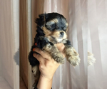 Small #6 Yorkshire Terrier