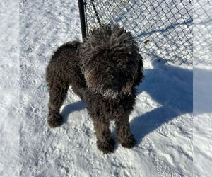 Poodle (Standard) Dogs for adoption in Evansville, IN, USA