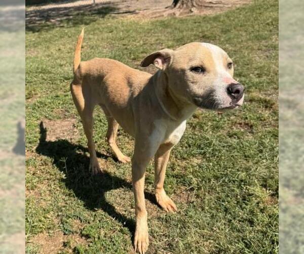 Medium Photo #2 Mutt Puppy For Sale in Conroe, TX, USA