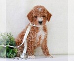 Small #1 Goldendoodle (Miniature)