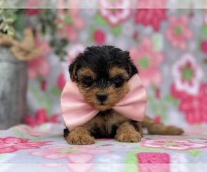 YorkiePoo Puppy for sale in LANCASTER, PA, USA