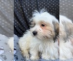 Small Photo #26 Zuchon Puppy For Sale in RENO, NV, USA