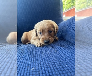 Golden Irish-Golden Retriever Mix Puppy for sale in SOUTH WATERFORD, ME, USA