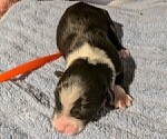 Small Photo #68 Australian Shepherd Puppy For Sale in SYLVA, NC, USA