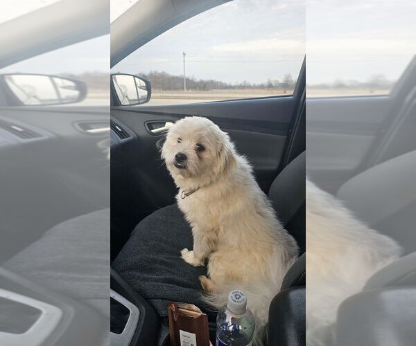 Medium Photo #2 Shiranian Puppy For Sale in Aurora, IN, USA