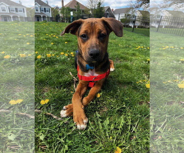 Medium Photo #3 Mutt Puppy For Sale in Plainfield, IL, USA