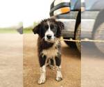 Small Mutt