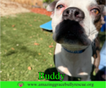 Small #7 American Pit Bull Terrier Mix