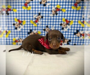 Dachshund Puppy for sale in WINNSBORO, LA, USA