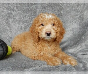 Goldendoodle (Miniature) Puppy for sale in FREDERICKSBURG, OH, USA