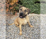 Small #1 Labrador Retriever