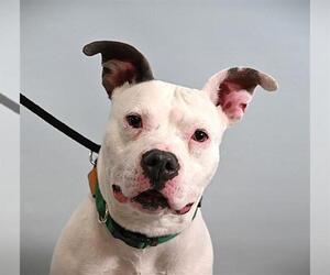 American Pit Bull Terrier-Unknown Mix Dogs for adoption in Fort Collins, CO, USA