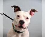 Small American Pit Bull Terrier Mix