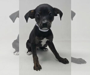Chihuahua-Unknown Mix Dogs for adoption in Brewster, NY, USA