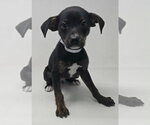 Small Chihuahua Mix