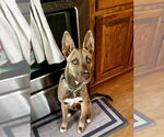 Small #17 American Pit Bull Terrier-Huskies  Mix
