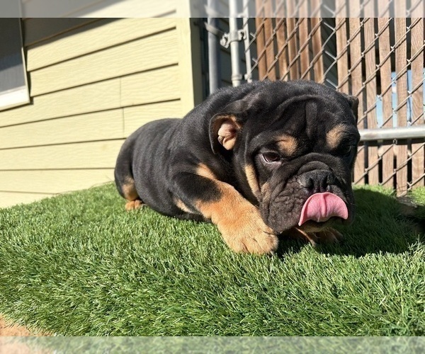 Medium Photo #16 English Bulldog Puppy For Sale in WEST HOLLYWOOD, CA, USA