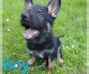 German Shepherd Dog Puppy for sale in CRESWELL, OR, USA