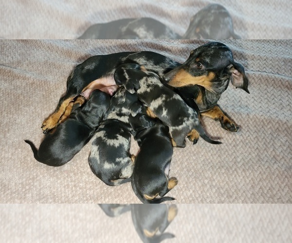 Medium Photo #2 Dachshund Puppy For Sale in MUSCOY, CA, USA
