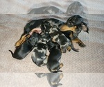 Small #1 Dachshund