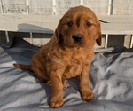 Puppy 2 Golden Retriever