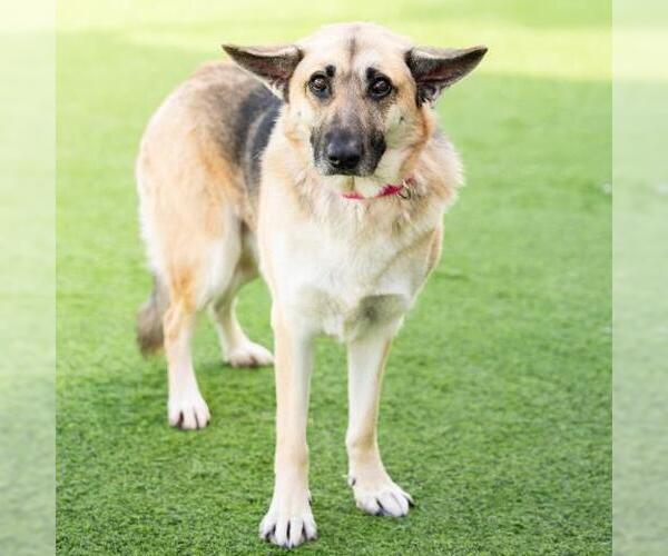 Medium Photo #2 German Shepherd Dog Puppy For Sale in Camarillo, CA, USA