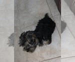 Small Photo #8 Yorkshire Terrier Puppy For Sale in TSN, AZ, USA