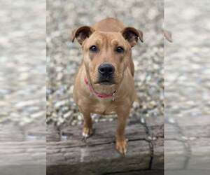 Belle - Female Mutt Dog for Adoption - Photo #4
