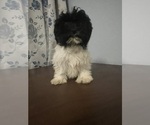 Small #53 Havanese