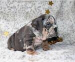 Small #1 English Bulldog
