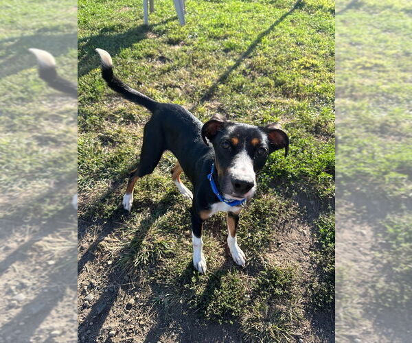 Medium Photo #2 German Pinscher-Unknown Mix Puppy For Sale in South Bend, IN, USA