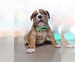 Puppy Ozzy Olde English Bulldogge