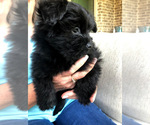 Small Photo #2 Ewokian Puppy For Sale in COLLEYVILLE, TX, USA