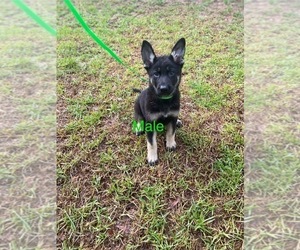 German Shepherd Dog Puppy for Sale in ALACHUA, Florida USA