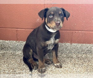 Australian Kelpie-Unknown Mix Dogs for adoption in Pueblo, CO, USA