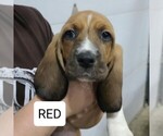 Small Photo #1 Basset Hound Puppy For Sale in BERESFORD, SD, USA