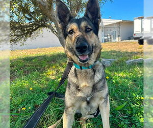 German Shepherd Dog Dogs for adoption in McKinleyville, CA, USA