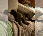 Small #5 Labrador Retriever Mix