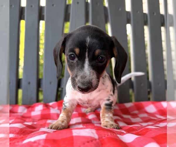 Medium Photo #1 Dachshund Puppy For Sale in WILLARD, OH, USA