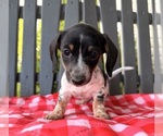 Small Dachshund