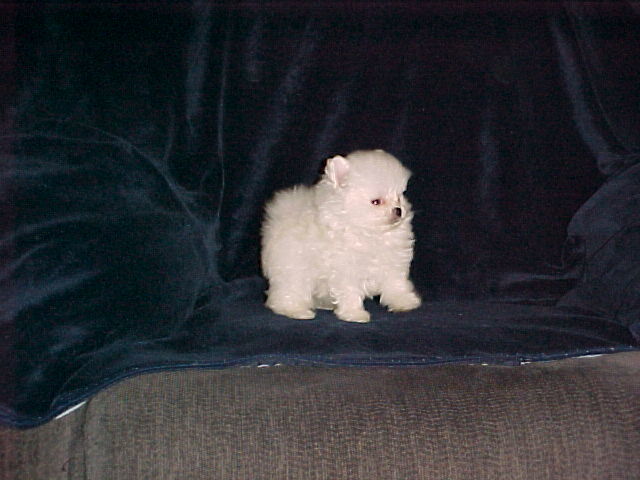 Medium Photo #1 Pomeranian Puppy For Sale in APPLE VALLEY, CA, USA