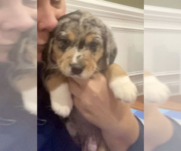 Medium Photo #4 Doxle Puppy For Sale in Mooresville, NC, USA