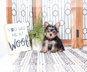 Yorkshire Terrier Puppy for sale in NAPLES, FL, USA