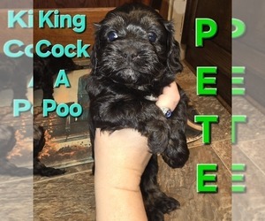 Cockalier-Poodle (Toy) Mix Puppy for sale in MIDDLETOWN, IN, USA