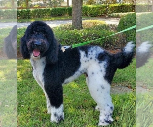 Medium Photo #1 Aussiedoodle Puppy For Sale in ORLANDO, FL, USA