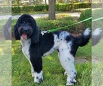 Small Photo #1 Aussiedoodle Puppy For Sale in ORLANDO, FL, USA