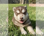 Small Photo #1 Siberian Husky Puppy For Sale in LINDALE, TX, USA