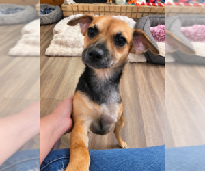 Mutt Dogs for adoption in Cranston, RI, USA