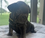Small #8 French Bulldog
