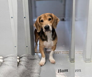 Bagle Hound Dogs for adoption in Brookville, OH, USA